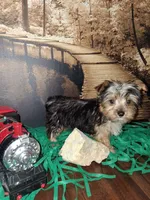Yorkie boy , a male Yorkshire Terrier for sale in Slidell, LA – 3 of 3