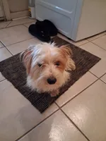 Marco, a male Yorkshire Terrier for sale in Slidell, LA – 2 of 3
