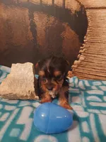 Yorkie M5, a male Yorkshire Terrier for sale in Slidell, LA – Photo 2 of 3