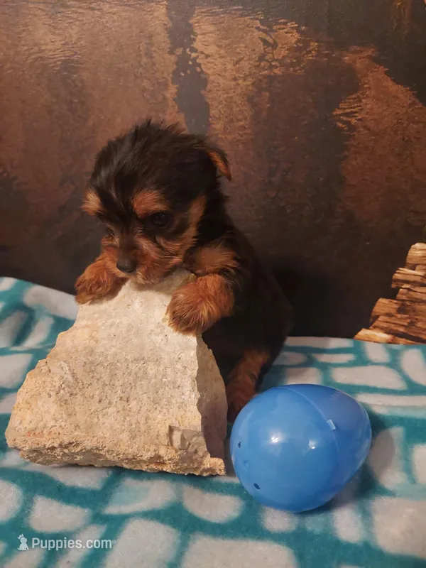 Yorkie M5 – Yorkshire Terrier puppy for sale in Slidell, LA