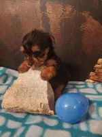 Yorkie M5, a male Yorkshire Terrier for sale in Slidell, LA – Photo 1 of 3