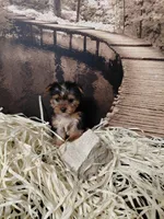 Yorkie M5, a male Yorkshire Terrier for sale in Slidell, LA – Photo 2 of 3