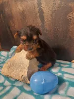 Yorkie M5, a male Yorkshire Terrier for sale in Slidell, LA – Photo 3 of 3