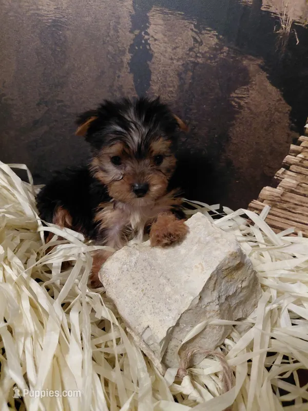 Yorkie M5 – Yorkshire Terrier puppy for sale in Slidell, LA