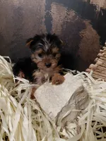 Yorkie M5, a male Yorkshire Terrier for sale in Slidell, LA – Photo 1 of 3