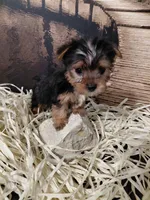 Yorkie M5, a male Yorkshire Terrier for sale in Slidell, LA – Photo 3 of 3