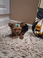 Sweet pea , a female Yorkshire Terrier for sale in Slidell, LA – 2 of 4