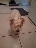 Marco, a male Yorkshire Terrier for sale in Slidell, LA – 3 of 3