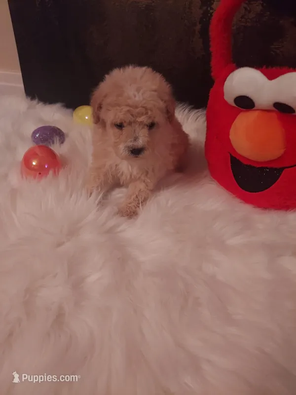 Toy P #2 – Poodle - Toy  puppy for sale in Slidell, LA