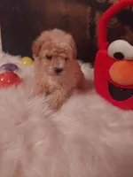 Toy P #2, a male Poodle - Toy  for sale in Slidell, LA – Photo 3 of 3