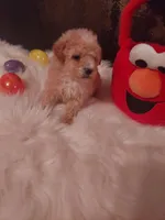 Toy P #2, a male Poodle - Toy  for sale in Slidell, LA – Photo 2 of 3