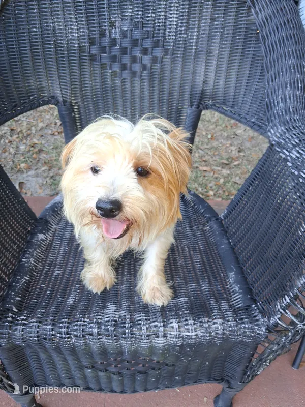 Marlo – Yorkshire Terrier puppy for sale in Slidell, LA