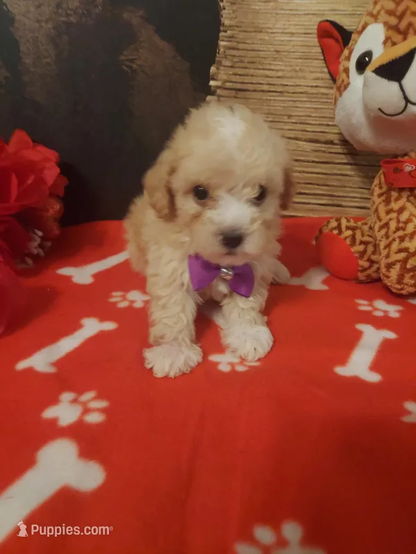 Poo #6, a male Yorkipoo for sale in Slidell, LA – Photo 1 of 2