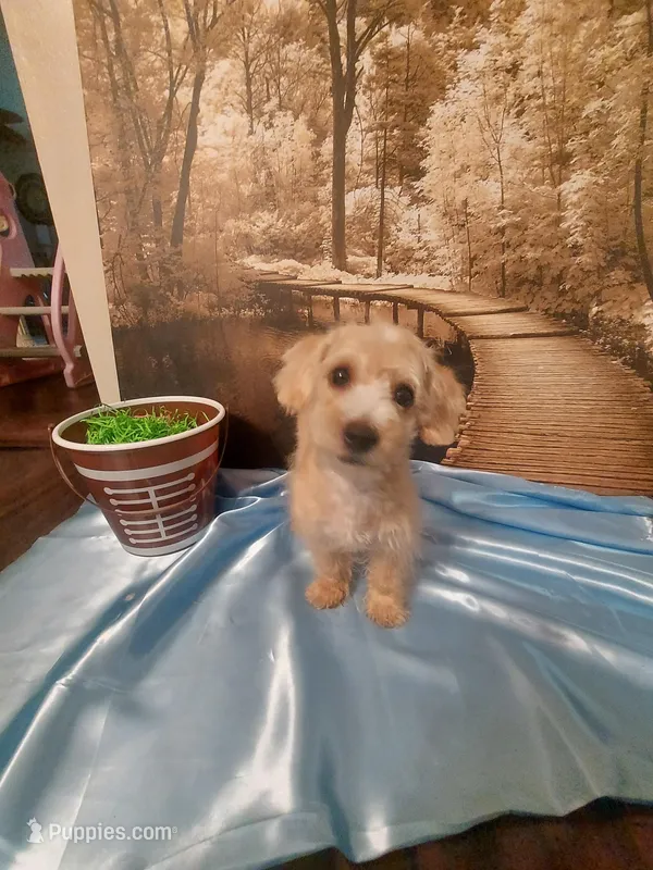 Poo 6 – Yorkipoo puppy for sale in Slidell, LA
