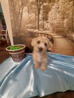 Poo 6, a male Yorkipoo for sale in Slidell, LA – Photo 1 of 3