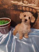 Poo 6, a male Yorkipoo for sale in Slidell, LA – Photo 3 of 3
