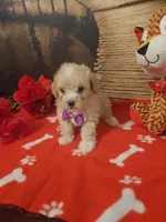Poo #6, a male Yorkipoo for sale in Slidell, LA – Photo 2 of 2