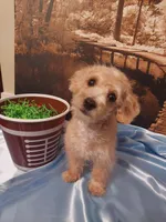 Poo 6, a male Yorkipoo for sale in Slidell, LA – Photo 2 of 3