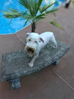 Snowball , a male Miniature Schnauzer for sale in Slidell, LA – 2 of 2