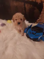 TOY P #4, a male Poodle - Toy  for sale in Slidell, LA – Photo 2 of 3