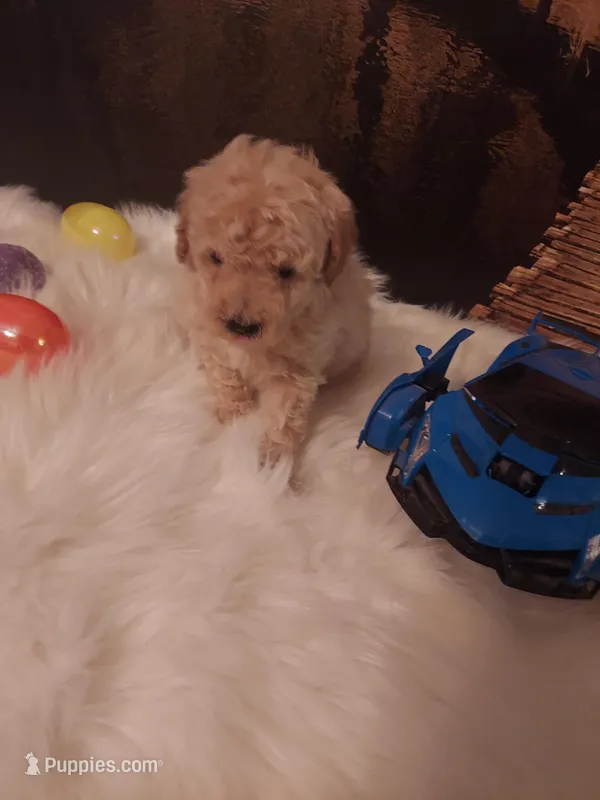 TOY P #4 – Poodle - Toy  puppy for sale in Slidell, LA