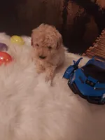 TOY P #4, a male Poodle - Toy  for sale in Slidell, LA – Photo 1 of 3