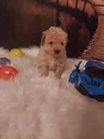 TOY P #4, a male Poodle - Toy  for sale in Slidell, LA – Photo 3 of 3