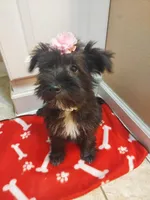 Black girl , a female Miniature Schnauzer for sale in Slidell, LA – Photo 1 of 2