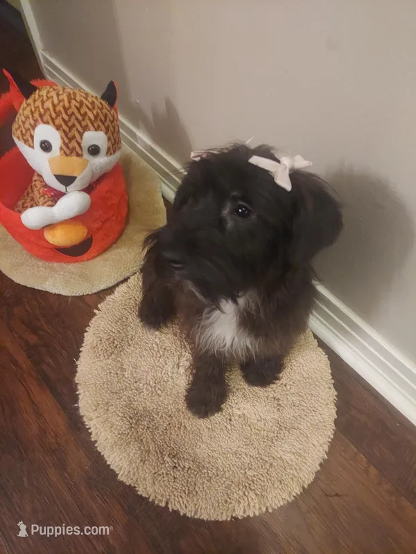 Black girl  – Miniature Schnauzer puppy for sale in Slidell, LA