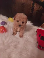 Toy p#3, a male Poodle - Toy  for sale in Slidell, LA – Photo 3 of 3