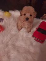 Toy p#3, a male Poodle - Toy  for sale in Slidell, LA – Photo 1 of 3