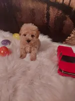 Toy p#3, a male Poodle - Toy  for sale in Slidell, LA – Photo 2 of 3