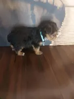 Yorkie #2, a male Yorkshire Terrier for sale in Slidell, LA – Photo 3 of 3