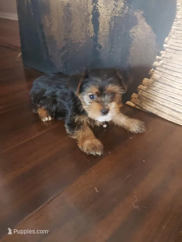 Yorkie #2