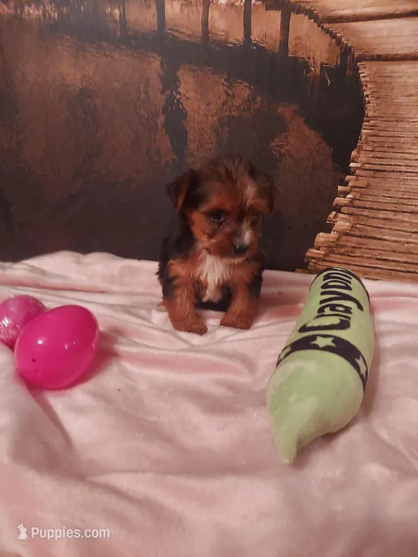 Yorkie 3 – Yorkshire Terrier puppy for sale in Slidell, LA