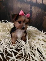 Yorkie 3, a female Yorkshire Terrier for sale in Slidell, LA – Photo 3 of 3
