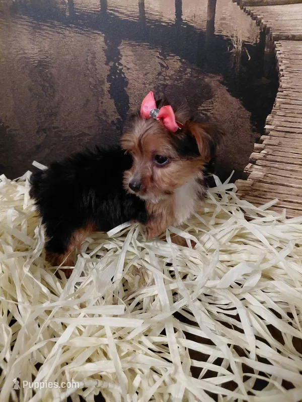 Yorkie 3 – Yorkshire Terrier puppy for sale in Slidell, LA