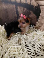Yorkie 3, a female Yorkshire Terrier for sale in Slidell, LA – Photo 1 of 3