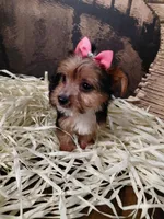 Yorkie 3, a female Yorkshire Terrier for sale in Slidell, LA – Photo 2 of 3