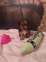 Yorkie 3, a female Yorkshire Terrier for sale in Slidell, LA – Photo 2 of 3
