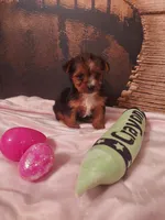 Yorkie 3, a female Yorkshire Terrier for sale in Slidell, LA – Photo 3 of 3