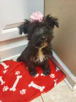 Black girl, a female Miniature Schnauzer for sale in Slidell, LA – Photo 2 of 3