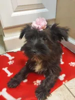 Black girl, a female Miniature Schnauzer for sale in Slidell, LA – Photo 3 of 3