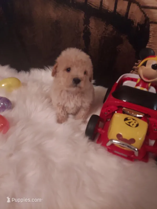 Toy P#1 – Poodle - Toy  puppy for sale in Slidell, LA