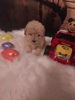 Toy P#1, a male Poodle - Toy  for sale in Slidell, LA – Photo 2 of 3