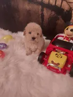 Toy P#1, a male Poodle - Toy  for sale in Slidell, LA – Photo 3 of 3