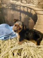 Yorkie M4, a male Yorkshire Terrier for sale in Slidell, LA – Photo 1 of 3