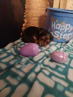 Yorkie M4, a male Yorkshire Terrier for sale in Slidell, LA – Photo 2 of 3