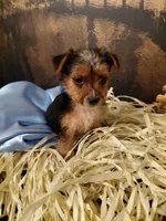 Yorkie M4, a male Yorkshire Terrier for sale in Slidell, LA – Photo 2 of 3