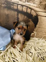 Yorkie M4, a male Yorkshire Terrier for sale in Slidell, LA – Photo 3 of 3